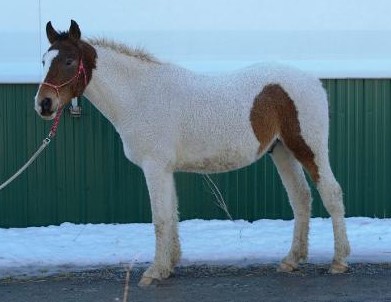 Fall Curly Cues is available! - ABCR