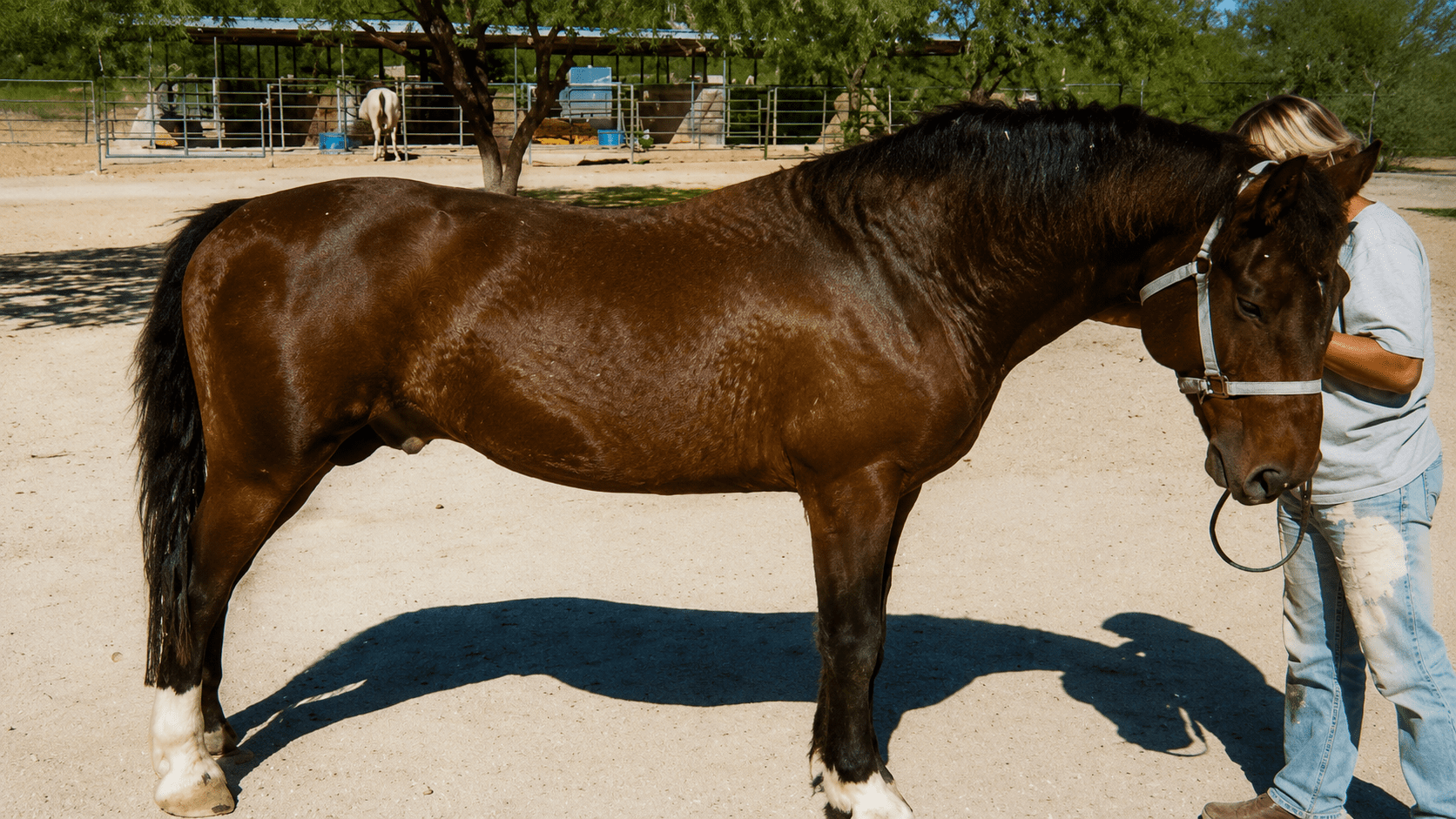 Person holding brown horse's lead rope