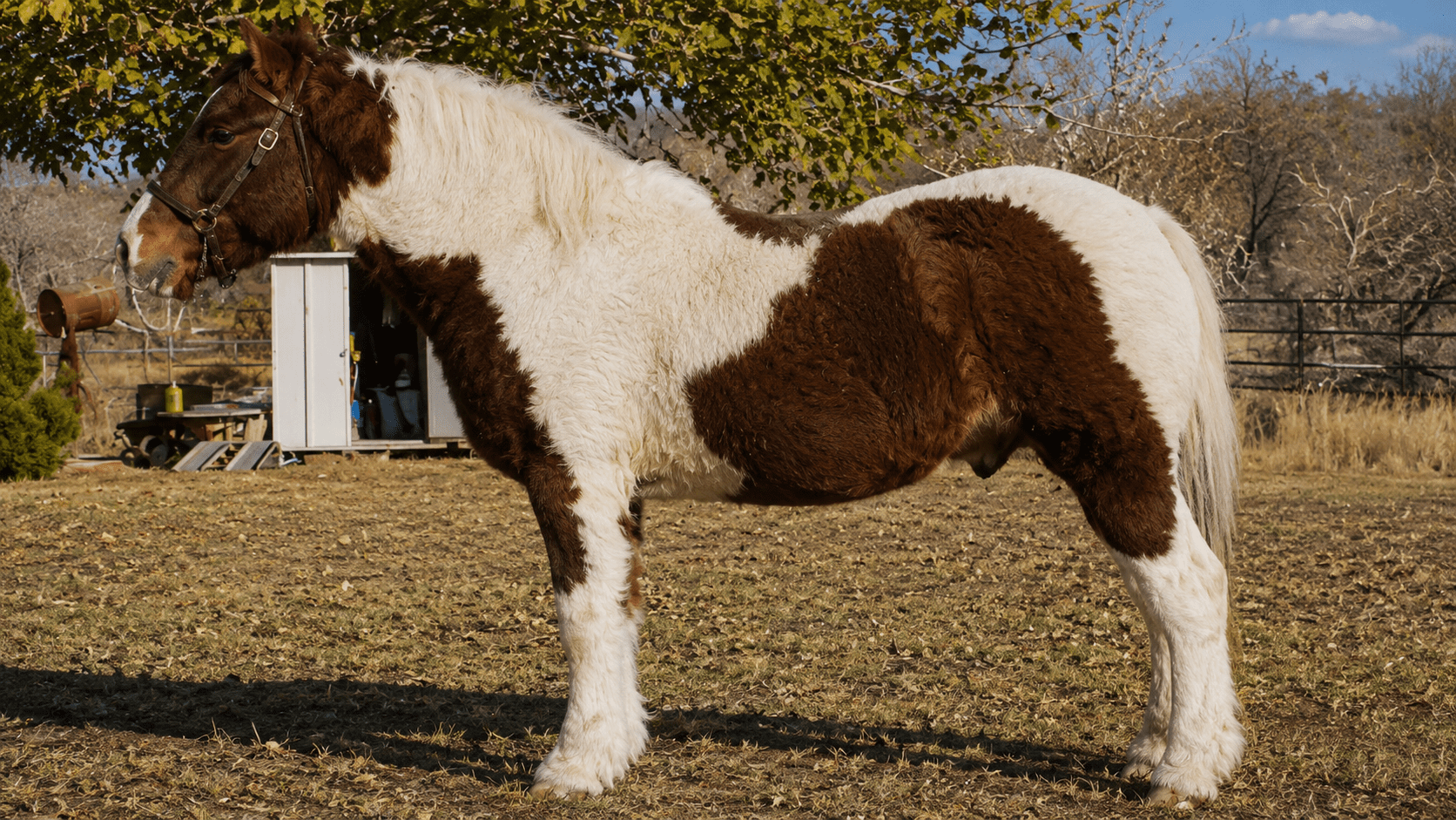 Brown and white horse standing outdoors