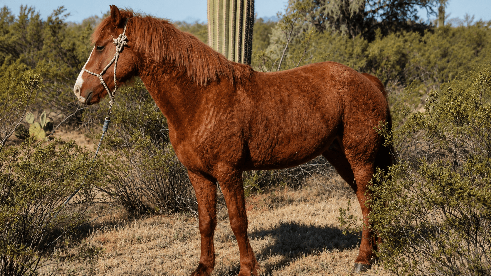 Brown horse standing in desert landscape