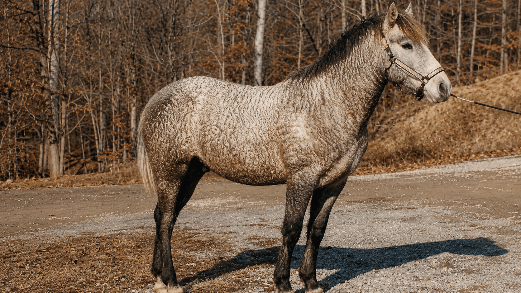 Gray horse standing on a dirt road