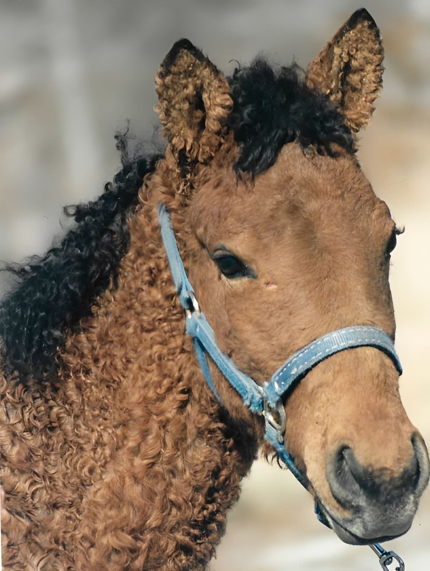 Horse wearing a blue halter