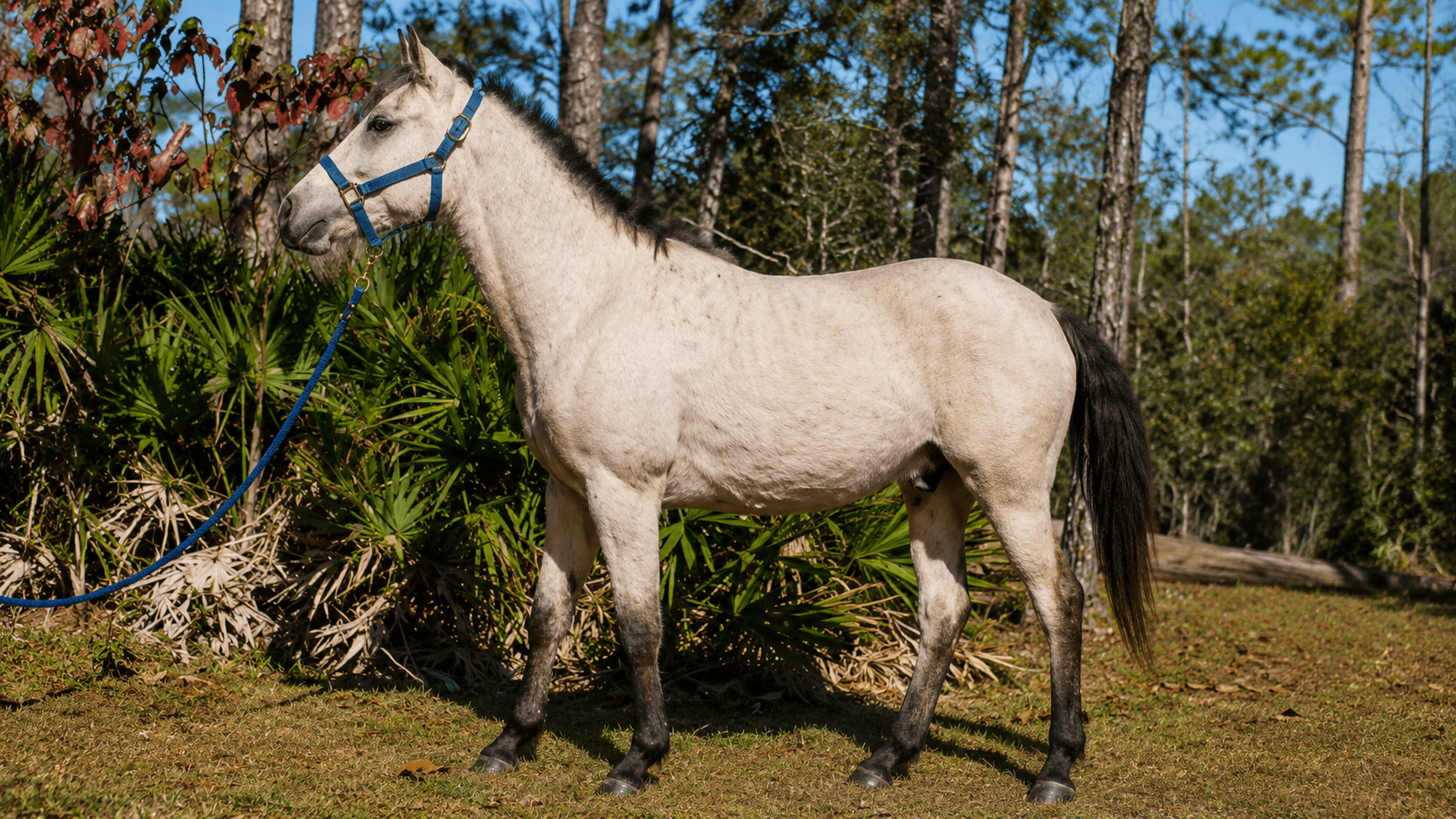 Horse beside green foliage in sunlight