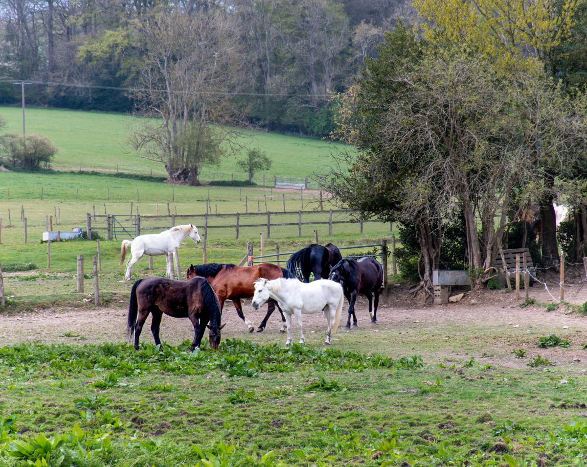 Group of horses in countryside field