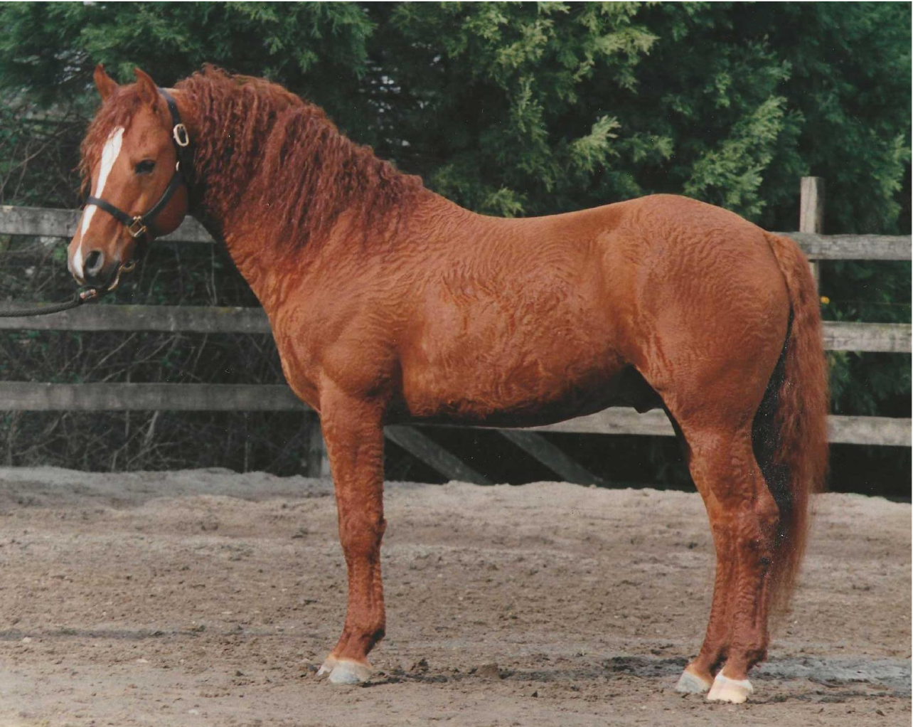 6a4fd7e4b0082_CC Mikhailev 1985 stallion