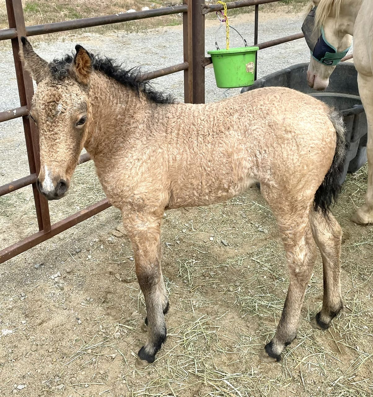 Curly-coated foal near metal fence