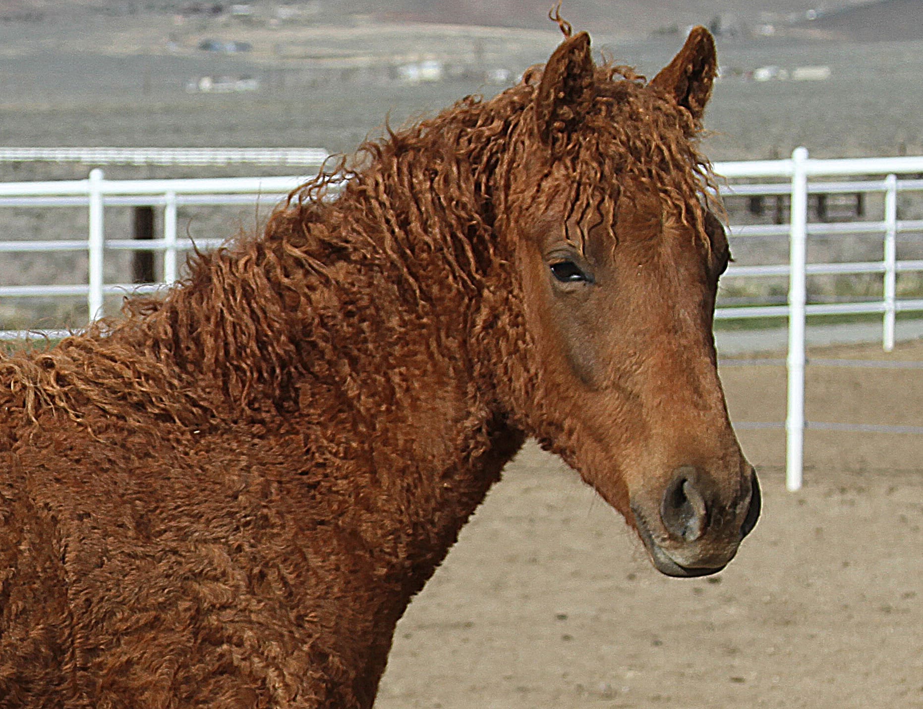 Libby (1)